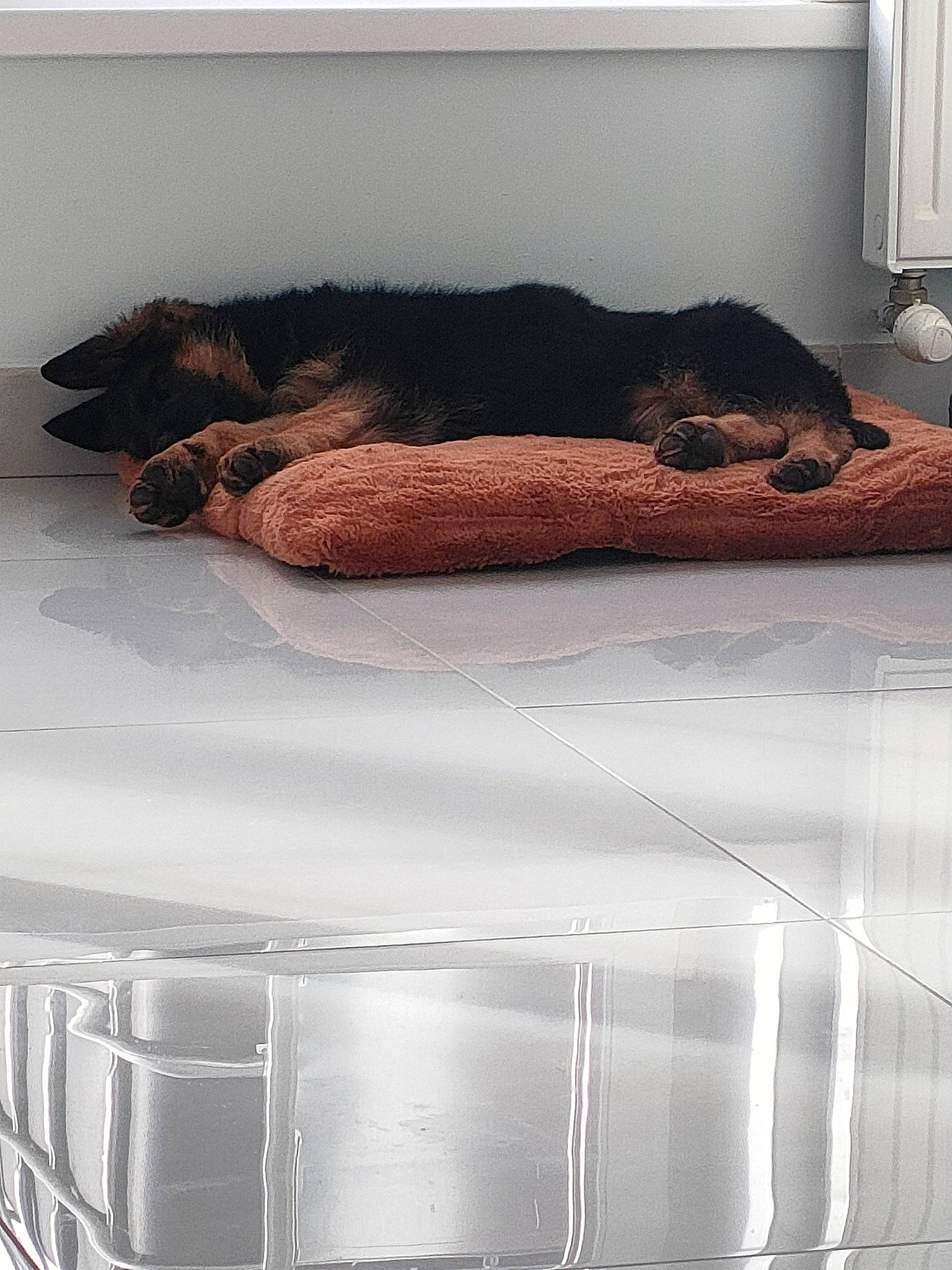 Togo participe au concours pour gagner de l'argent avec cette photo : automotive_lighting, carnivore, comfort, companion_dog, couch, dog, dog_breed, fawn, flooring, grille, hood, linens, mammal, pet_supply, rectangle, snout, studio_couch, tail, textile, wood