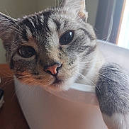 Leo is registered to the contest to win money with this photo: cat, tabby_cat, close_up, pet, whiskers, paw, container, indoor, window_light, curious, relaxed, feline, cute, animal, fur, ears, nose, face, domestic_animal, resting