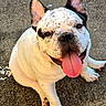 Duke is registered to the contest to win money with this photo: animal, black_spots, canine, close_up, cute, dog, domestic_animal, ears_up, french_bulldog, friendly, fur, happy, outdoor, pavement, pet, playful, sitting, smiling, tongue_out, white_fur