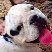Duke joined the competition — help win amazing prizes! animal, blur, canine, carpet, close_up, collar, cute, dog, domestic_animal, ears, face, fur, happy, indoor, mouth, nose, pet, playful, smiling, tongue