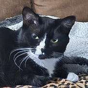 Shadow joined the competition — help win amazing prizes! cat, tuxedo_cat, pet, whiskers, green_eyes, black_and_white, blanket, couch, indoor, close_up, portrait, relaxed, paw, fur, cozy, sleepy, animal, looking_at_camera, domestic_cat, bed