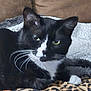 cat, tuxedo_cat, pet, whiskers, green_eyes, black_and_white, blanket, couch, indoor, close_up, portrait, relaxed, paw, fur, cozy, sleepy, animal, looking_at_camera, domestic_cat, bed