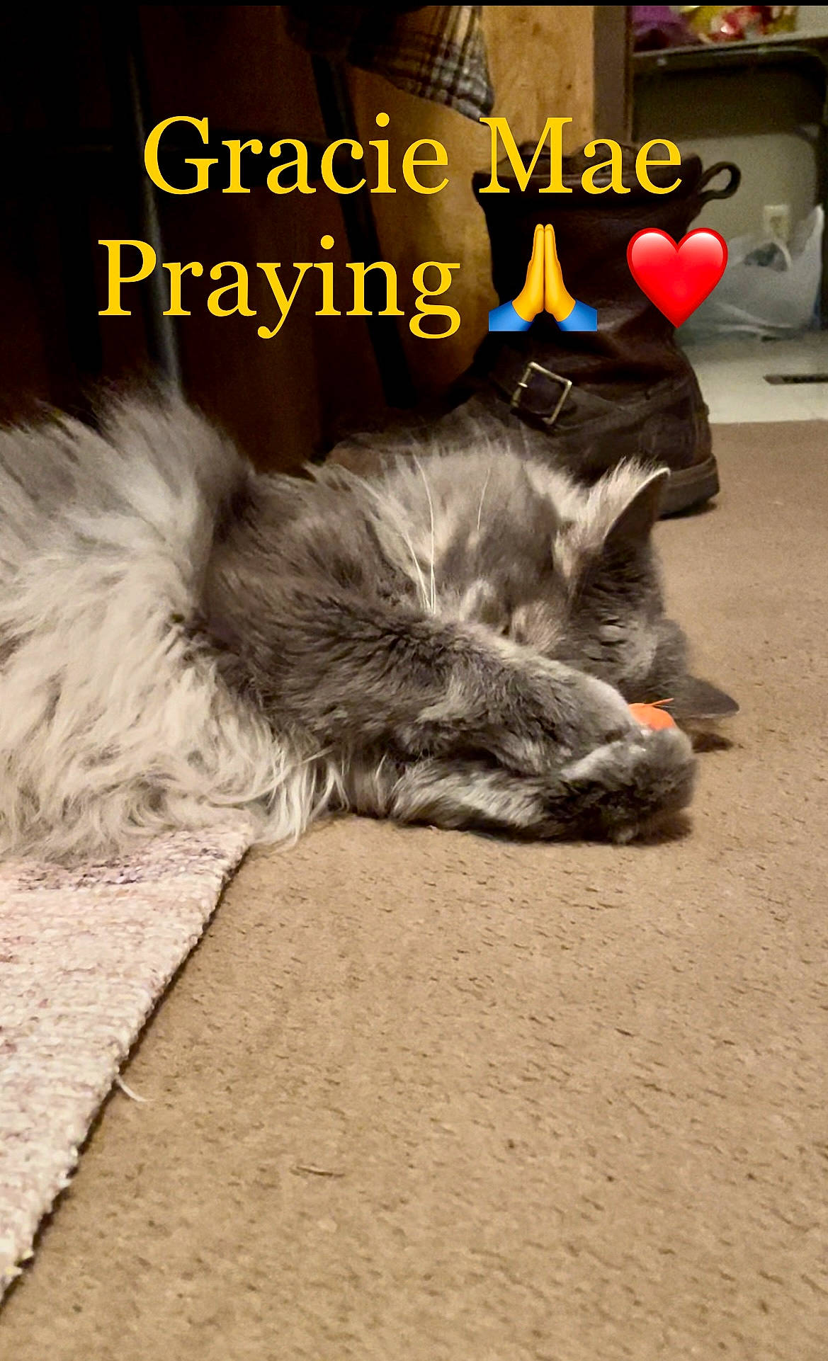 Gracie Mae is registered to the contest to win money with this photo: canidae, carnivore, companion_dog, dog, dog_breed, dog_supply, felidae, font, fur, gesture, grey, paw, pet_supply, photo_caption, small_to_medium_sized_cats, snout, sporting_group, tail, whiskers, working_animal