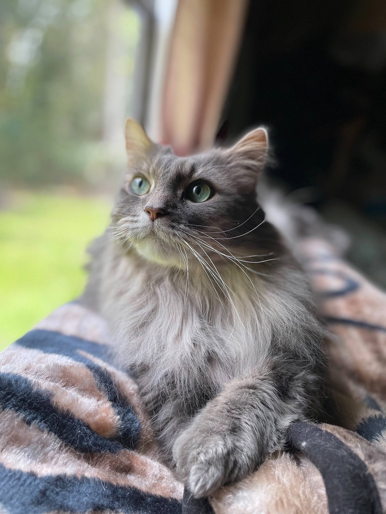 Gracie Mae joined the competition — help win amazing prizes! british_longhair, carnivore, cat, claw, domestic_short_haired_cat, fawn, felidae, fur, grass, grey, paw, plant, sitting, small_to_medium_sized_cats, snout, tail, terrestrial_animal, whiskers, wildlife