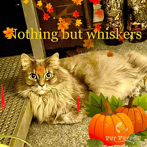 Gracie Mae is registered to the contest to win money with this photo: calabaza, carnivore, cat, cucurbita, event, fawn, felidae, font, fur, gourd, grass, natural_foods, plant, pumpkin, small_to_medium_sized_cats, squash, vegetable, whiskers, winter_squash, yellow