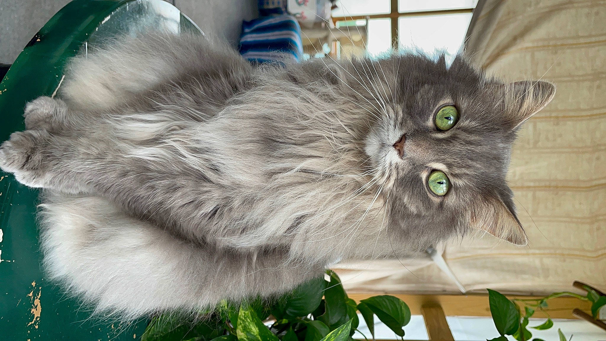 Gracie Mae is registered to the contest to win money with this photo: british_longhair, carnivore, cat, domestic_short_haired_cat, event, felidae, fur, grass, maine_coon, plant, siberian, small_to_medium_sized_cats, snout, tail, terrestrial_animal, whiskers
