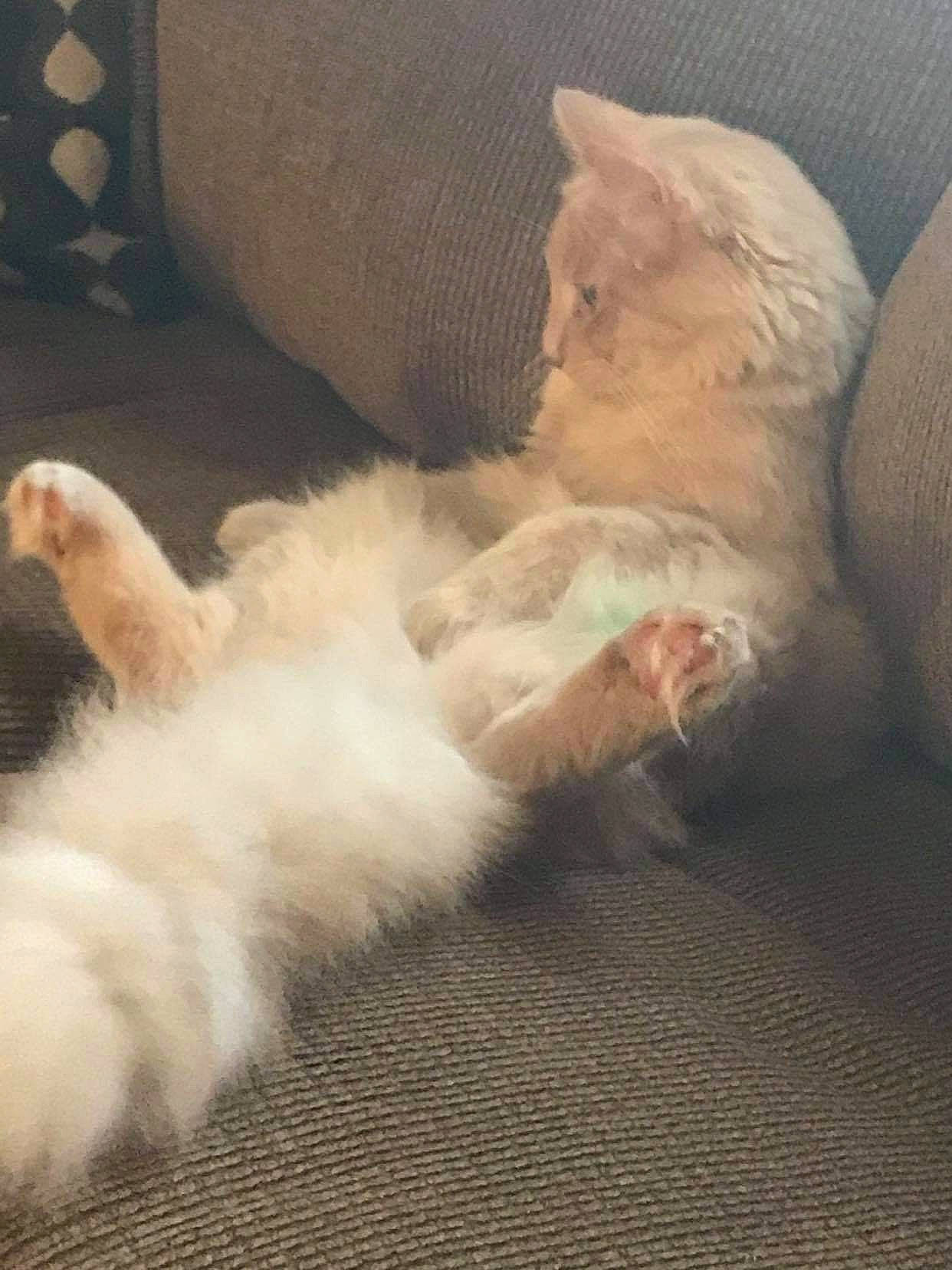 Kahlani joined the competition — help win amazing prizes! bed, canidae, carnivore, cat, cloud, comfort, companion_dog, couch, dog_breed, fawn, felidae, foot, fur, human_leg, nap, paw, small_to_medium_sized_cats, snout, tail, whiskers