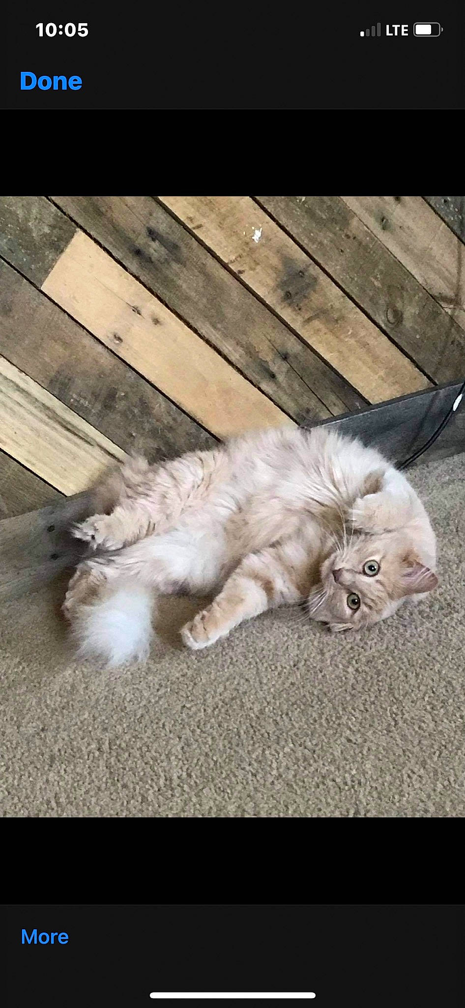 Kahlani joined the competition — help win amazing prizes! british_longhair, carnivore, cat, claw, comfort, companion_dog, dog_breed, fawn, felidae, flooring, fur, hardwood, paw, persian, small_to_medium_sized_cats, tail, terrestrial_animal, toy_dog, whiskers, wood