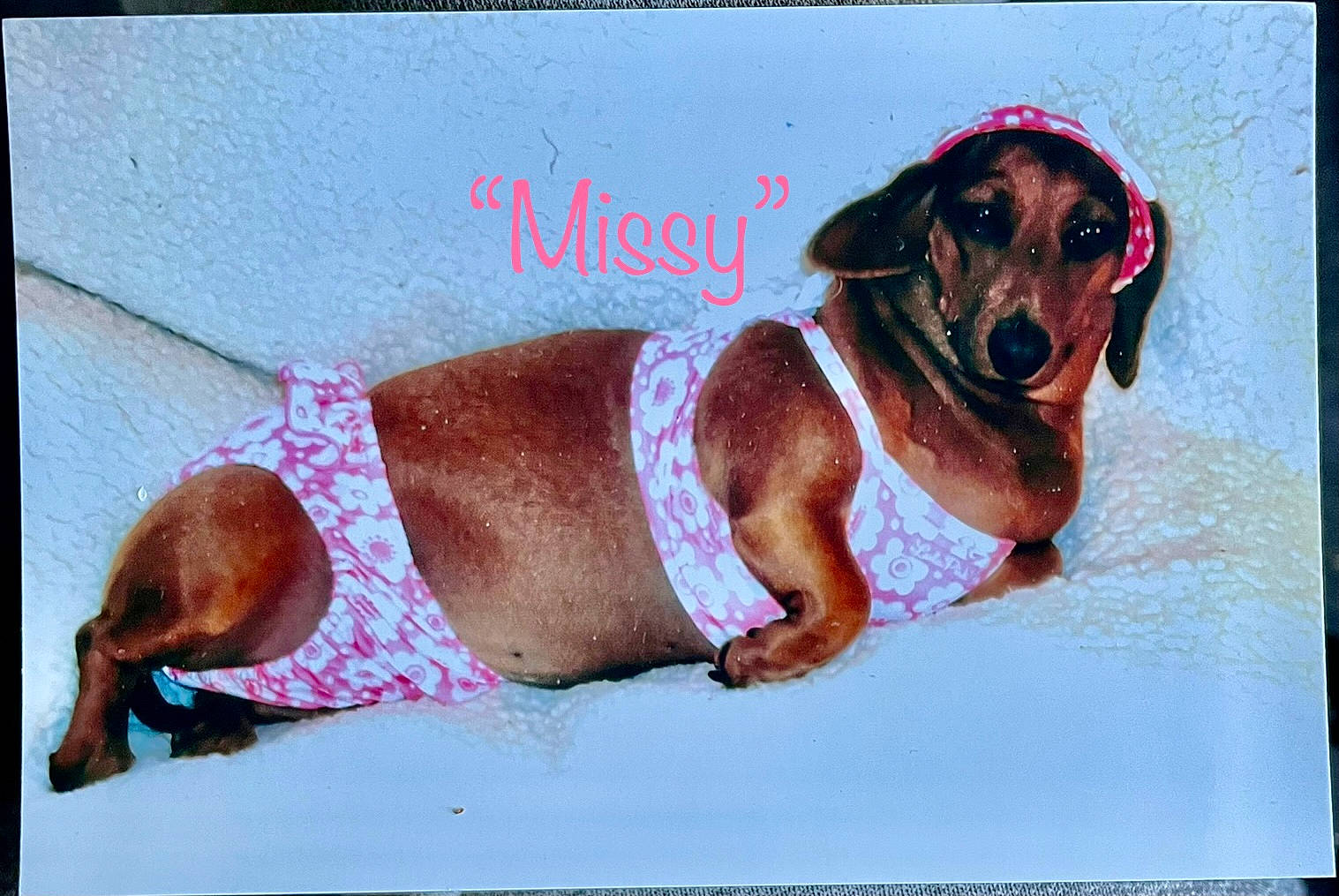 Missy is registered to the contest to win money with this photo: art, canidae, carnivore, collar, companion_dog, dog, dog_breed, dog_clothes, dog_supply, drawing, fawn, hound, illustration, liver, painting, pet_supply, rectangle, snout, sporting_group, working_animal