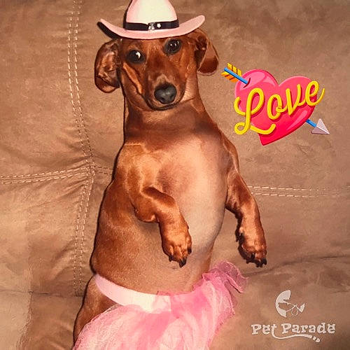 Missy joined the competition — help win amazing prizes! carnivore, companion_dog, dog, dog_breed, dog_supply, eyewear, fashion_accessory, fawn, font, hat, liver, pet_supply, photo_caption, pink, sleeve, snout, sporting_group, sun_hat, wood, working_animal