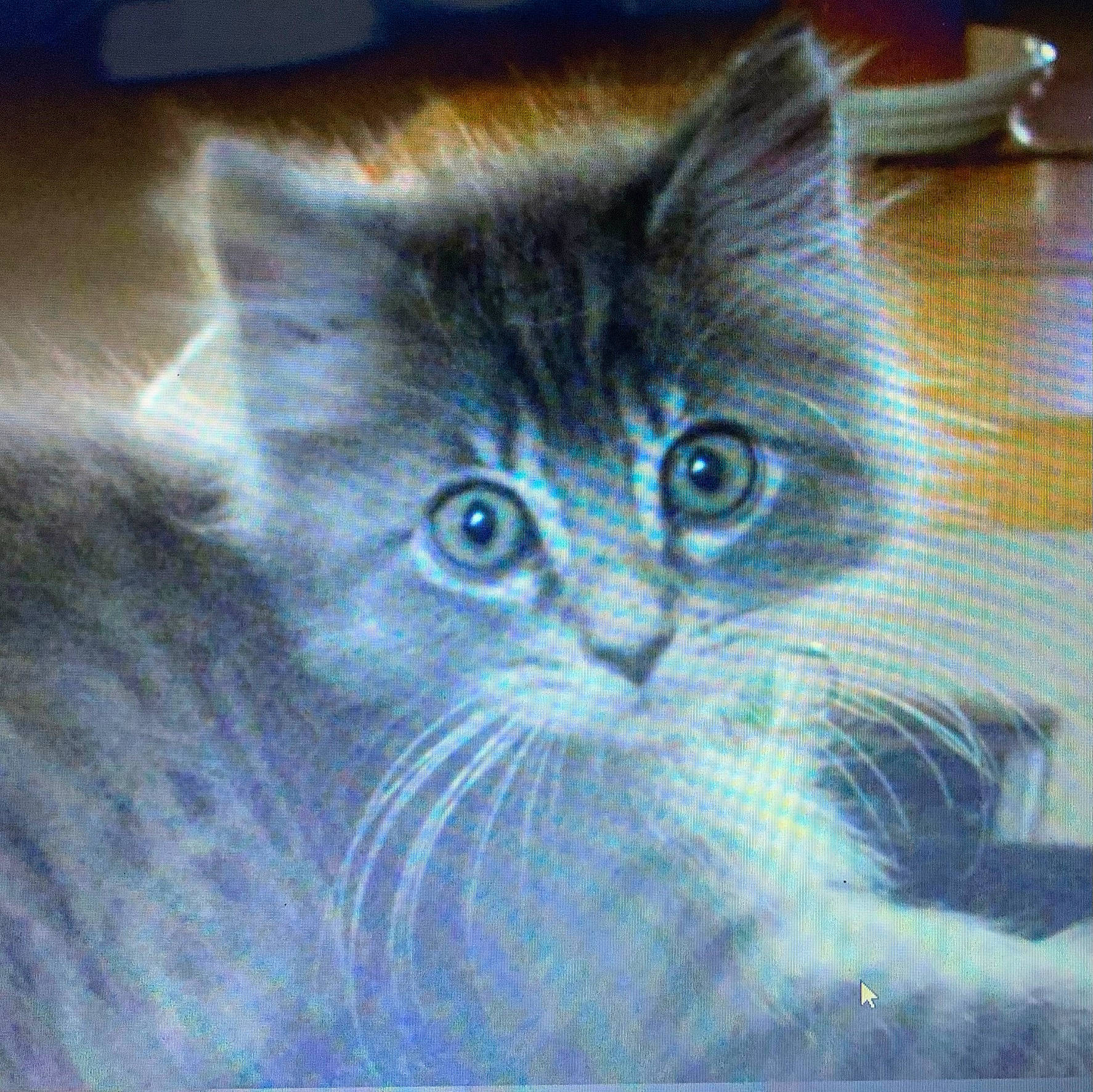 Gracie Mae is registered to the contest to win money with this photo: art, art_paint, carnivore, cat, domestic_short_haired_cat, drawing, electric_blue, felidae, fur, graphics, illustration, iris, painting, photo_caption, rectangle, small_to_medium_sized_cats, snout, tail, terrestrial_animal, whiskers