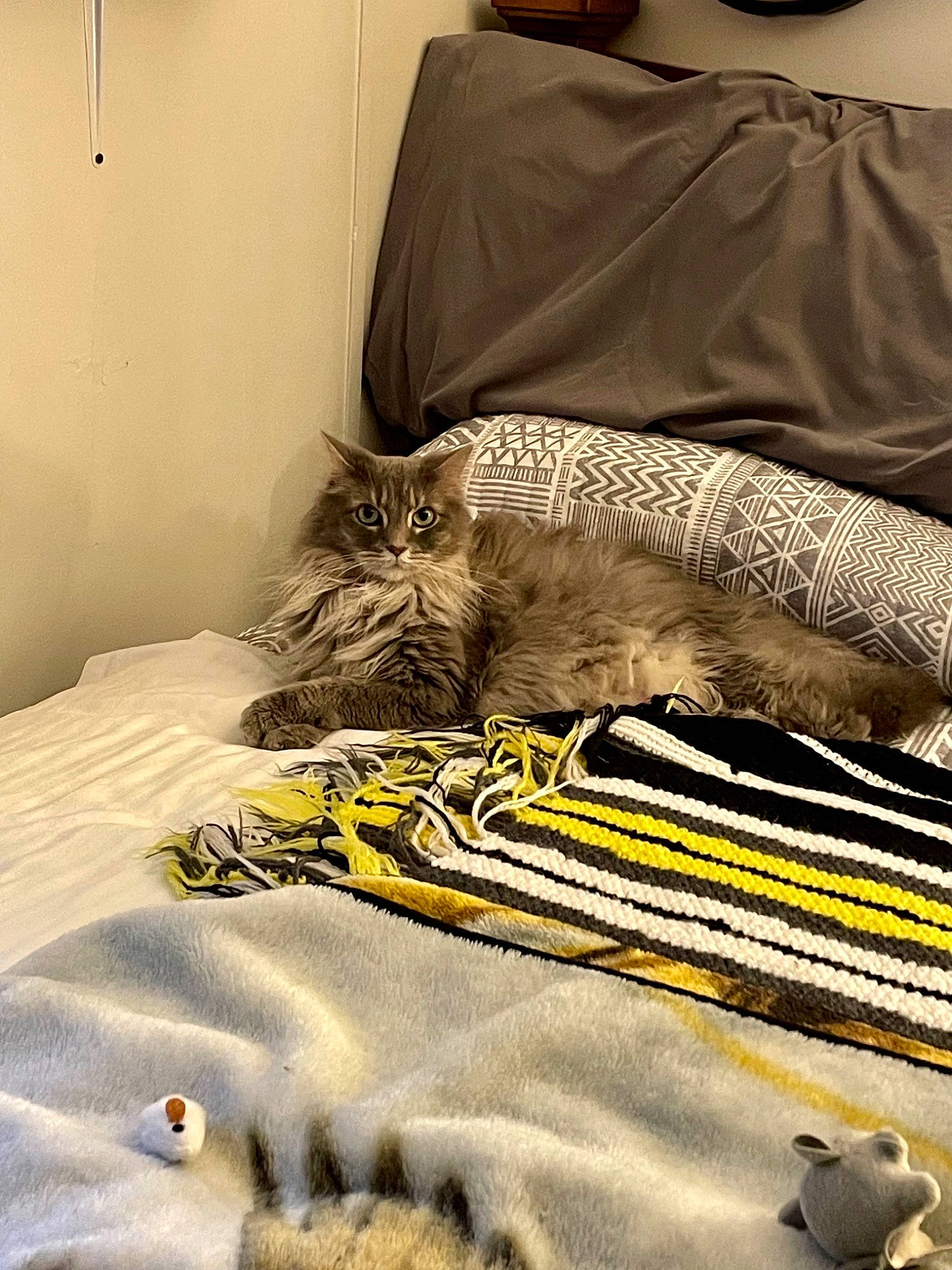 Gracie Mae joined the competition — help win amazing prizes! bed, bed_sheet, bedding, bedroom, carnivore, cat, comfort, domestic_short_haired_cat, felidae, flooring, fur, grey, linens, mattress, pattern, room, small_to_medium_sized_cats, textile, whiskers, wood