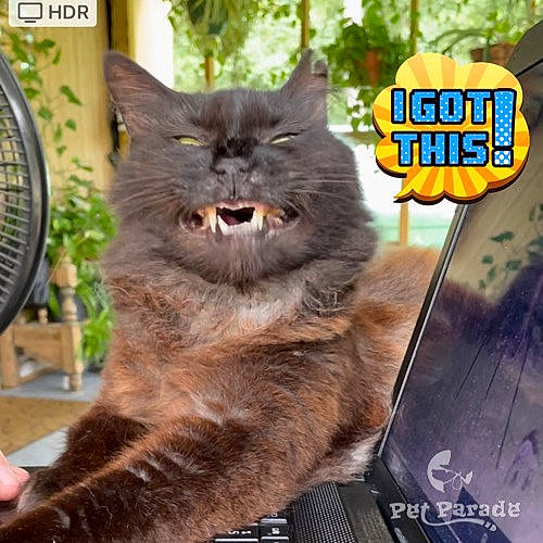 Shorty is registered to the contest to win money with this photo: advertising, british_longhair, carnivore, cat, claw, domestic_short_haired_cat, felidae, font, fur, home_appliance, mechanical_fan, paw, photo_caption, publication, russian_blue, small_to_medium_sized_cats, snout, tail, terrestrial_animal, whiskers