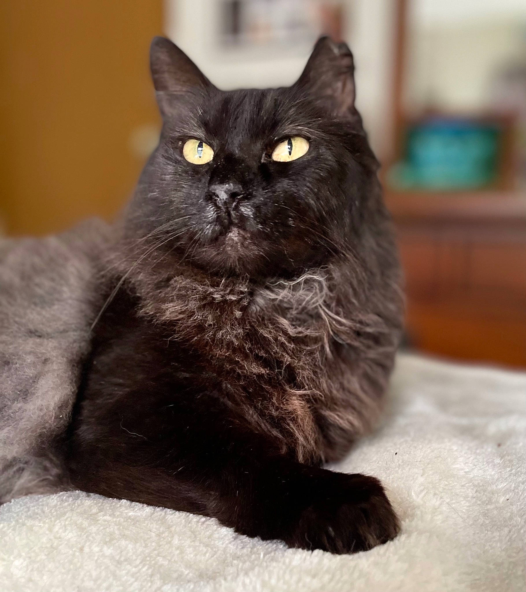 Shorty is registered to the contest to win money with this photo: black_cat, bombay, carnivore, cat, claw, domestic_short_haired_cat, felidae, fur, grey, iris, monochrome_photography, sitting, small_to_medium_sized_cats, snout, tail, terrestrial_animal, whiskers