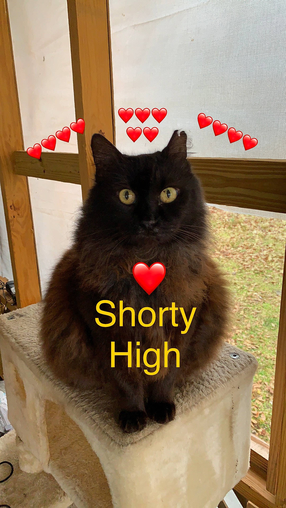 Shorty is registered to the contest to win money with this photo: black_cat, bombay, box, cardboard, carnivore, cat, chair, claw, domestic_short_haired_cat, felidae, fur, grey, logo, packaging_and_labeling, paw, small_to_medium_sized_cats, snout, tail, whiskers, window