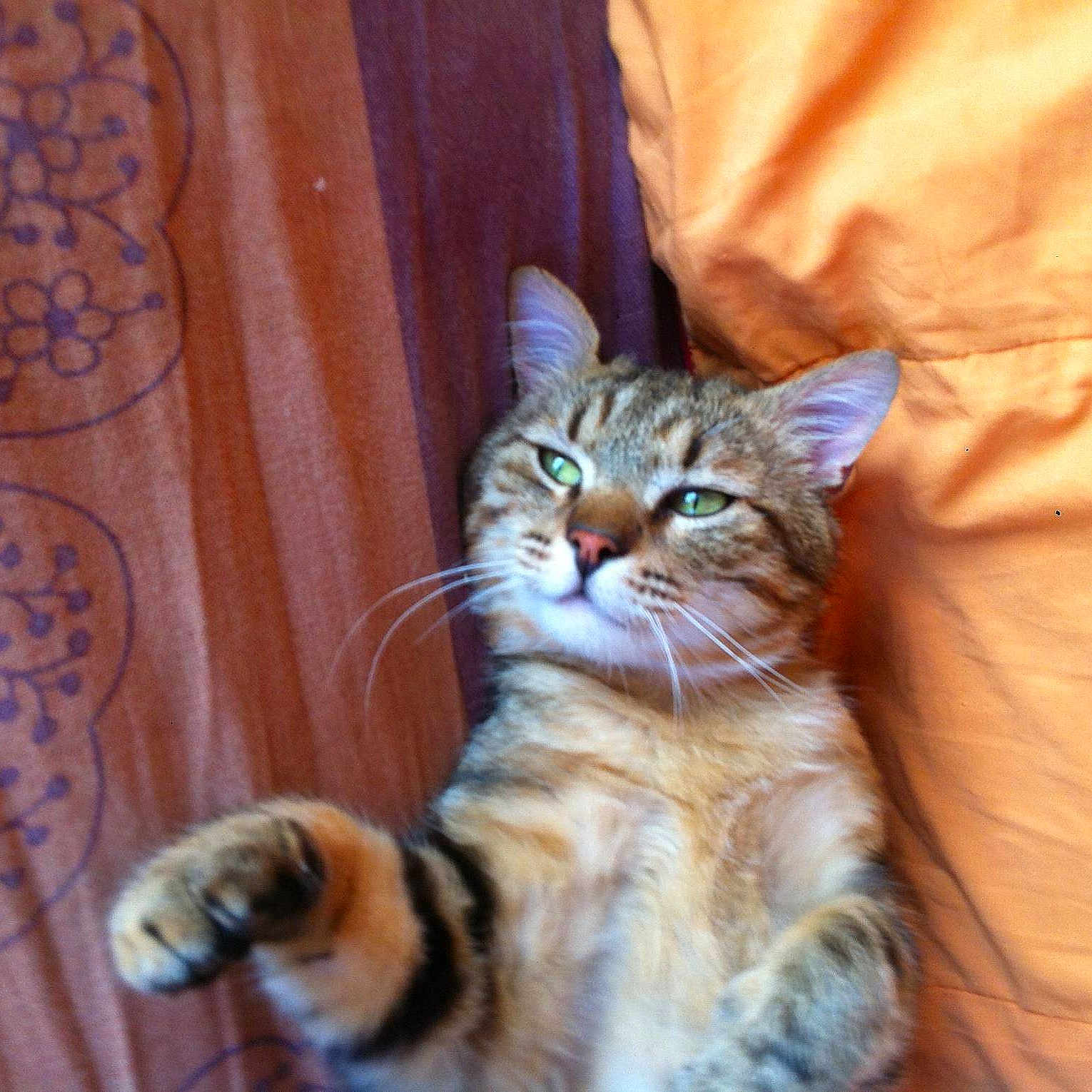Titi