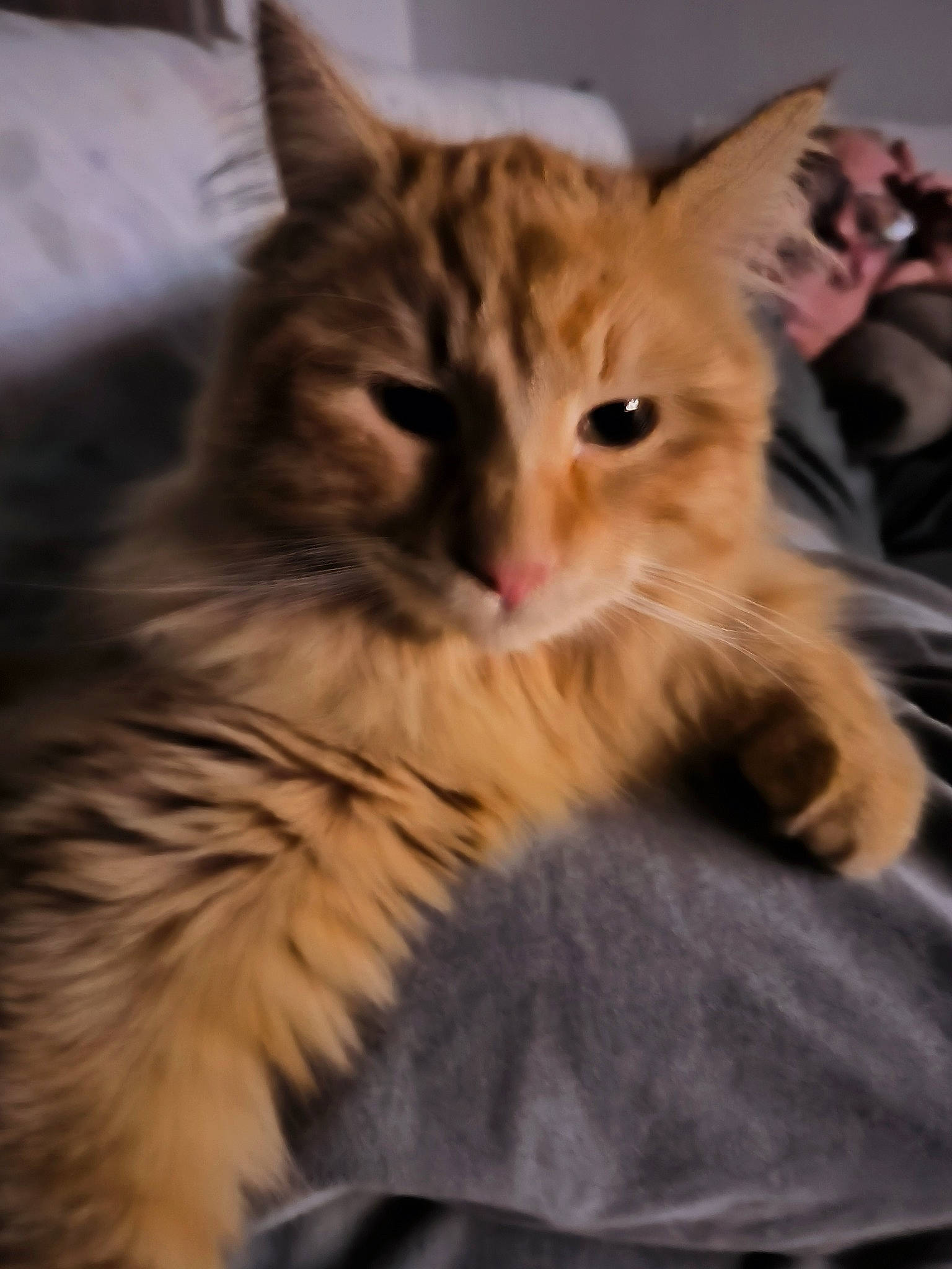 Kiuiii participe au concours pour gagner de l'argent avec cette photo : bed, carnivore, cat, claw, comfort, domestic_short_haired_cat, ear, fawn, felidae, fur, nap, paw, sitting, small_to_medium_sized_cats, snout, somali, tail, whiskers, wildlife