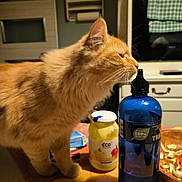 Kiuiii a rejoint le concours — aidez-le/la à gagner de superbes lots ! bottle, box, cardboard, carnivore, cat, domestic_short_haired_cat, drink, drinking, felidae, fur, home_appliance, kitchen_appliance, paw, plastic_bottle, refrigerator, small_to_medium_sized_cats, table, tail, water_bottle, whiskers