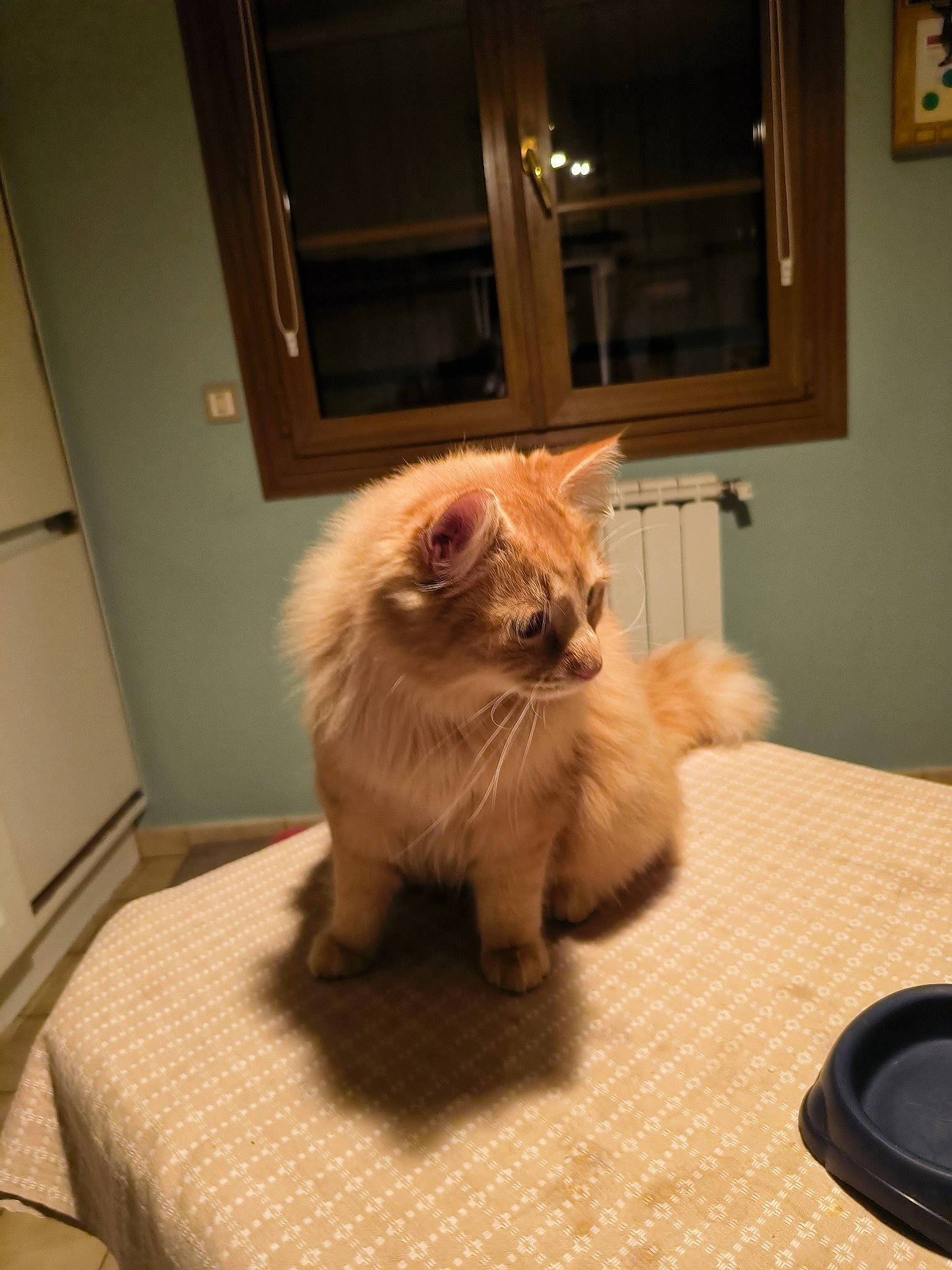 Kiuiii participe au concours pour gagner de l'argent avec cette photo : carnivore, cat, claw, companion_dog, domestic_short_haired_cat, fawn, felidae, floor, flooring, fur, hardwood, paw, picture_frame, sitting, small_to_medium_sized_cats, snout, tail, whiskers, window, wood