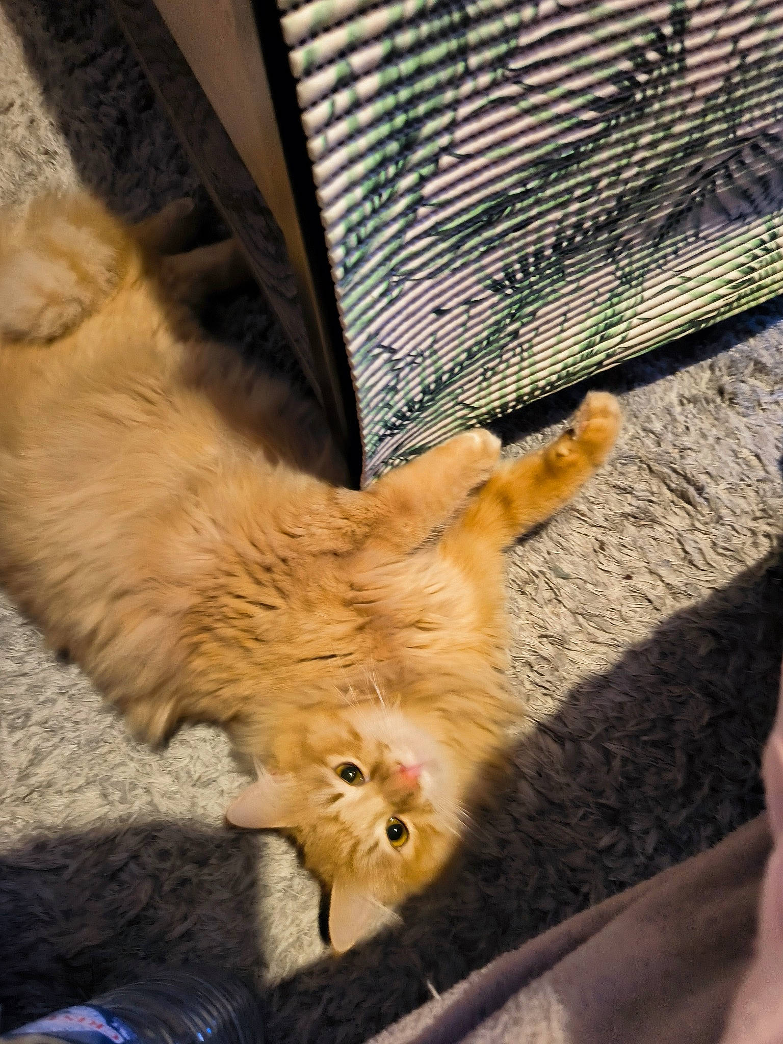Kiuiii a rejoint le concours — aidez-le/la à gagner de superbes lots ! animal_shelter, carnivore, cat, claw, companion_dog, dog_breed, domestic_short_haired_cat, fawn, felidae, fur, mammal, mesh, paw, small_to_medium_sized_cats, snout, sporting_group, tail, terrestrial_animal, vertebrate, whiskers