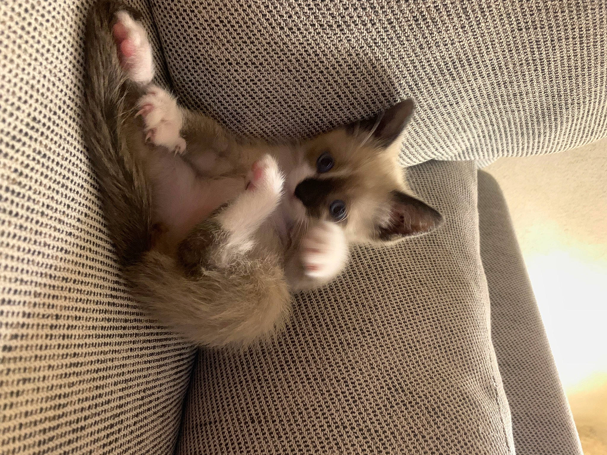 Stormy a rejoint le concours — aidez-le/la à gagner de superbes lots ! canidae, carnivore, cat, claw, comfort, domestic_short_haired_cat, fawn, felidae, foot, fur, gesture, grey, human_leg, nap, paw, small_to_medium_sized_cats, snout, tail, vertebrate, whiskers