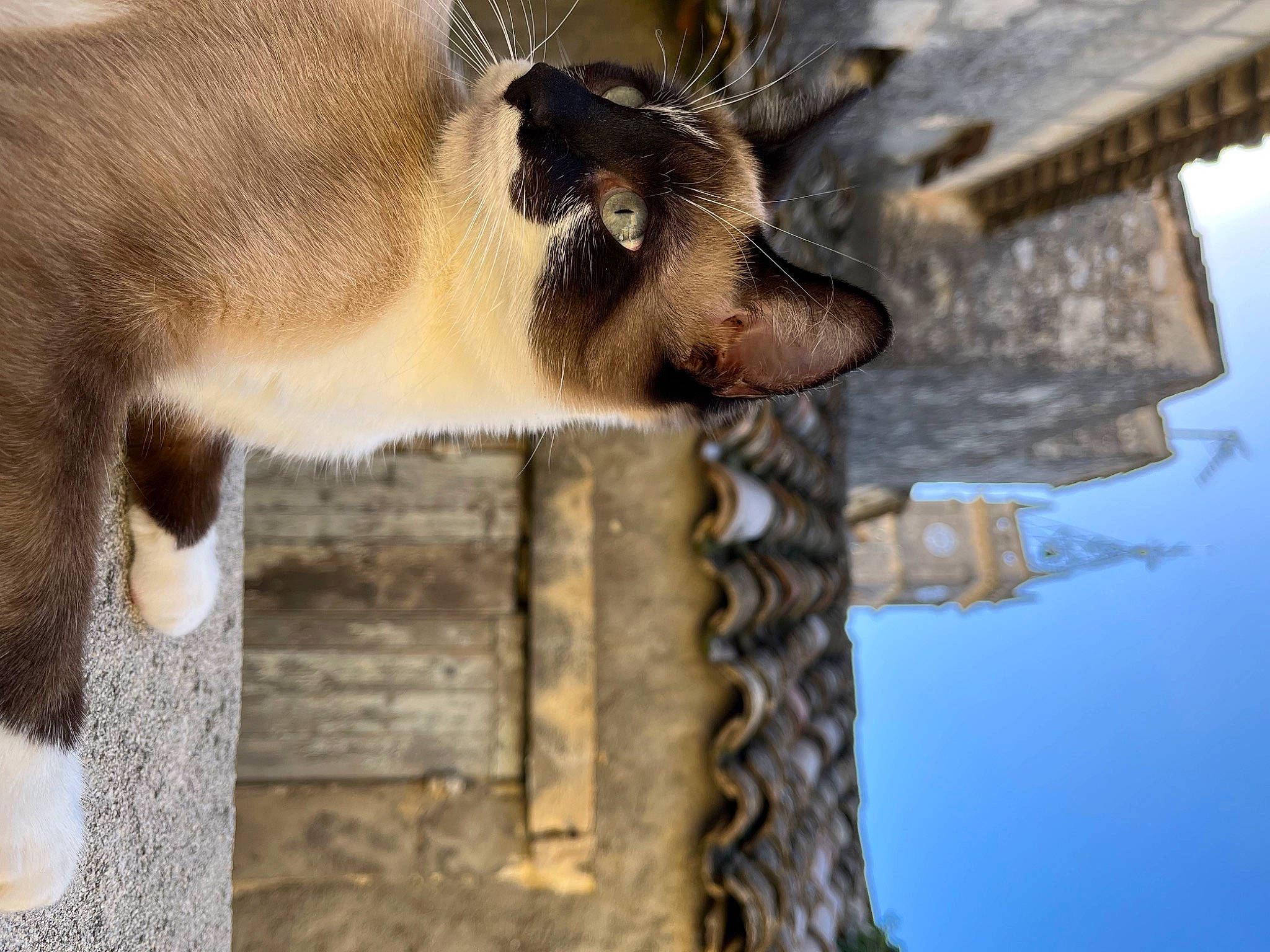 Stormy participe au concours pour gagner de l'argent avec cette photo : art, big_cats, carnivore, cat, domestic_short_haired_cat, fawn, felidae, fur, plant, sky, small_to_medium_sized_cats, snout, tail, terrestrial_animal, tree, trunk, water, whiskers, wildlife, wood