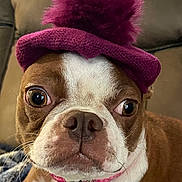 Zoey is registered to the contest to win money with this photo: dog, brown, white, hat, pom_pom, close_up, pet, cute, face, animal, indoor, collar, pink_collar, whiskers, expression, couch, blanket, fur, portrait, canine