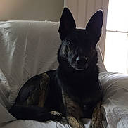 Rolly is registered to the contest to win money with this photo: animal, armchair, black_fur, brown_fur, calm, cozy, dog, domestic, ears_up, furniture, home, indoor, natural_light, pet, quiet, relaxed, shadow, sitting, white_cover, window