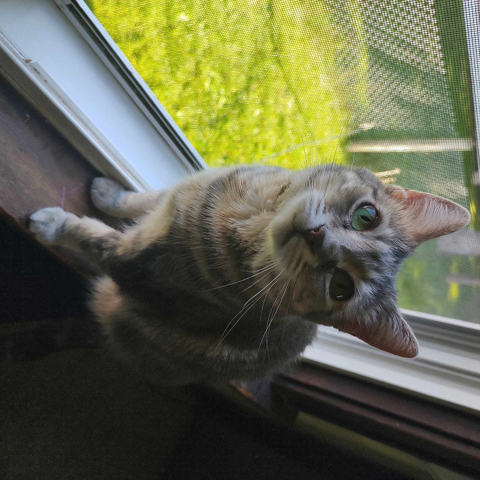 Avaya