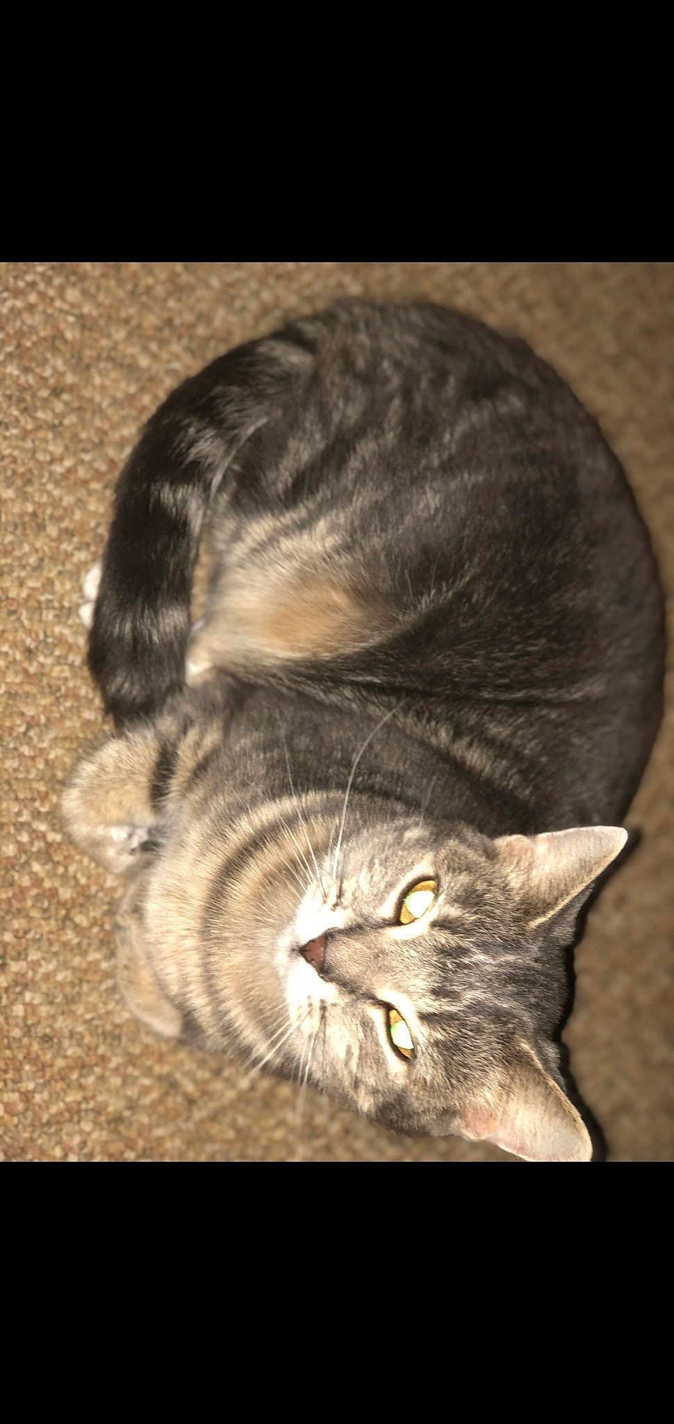 Avaya is registered to the contest to win money with this photo: carnivore, cat, claw, comfort, darkness, domestic_short_haired_cat, ear, felidae, fur, paw, small_to_medium_sized_cats, snout, still_life_photography, tail, terrestrial_animal, whiskers, wood