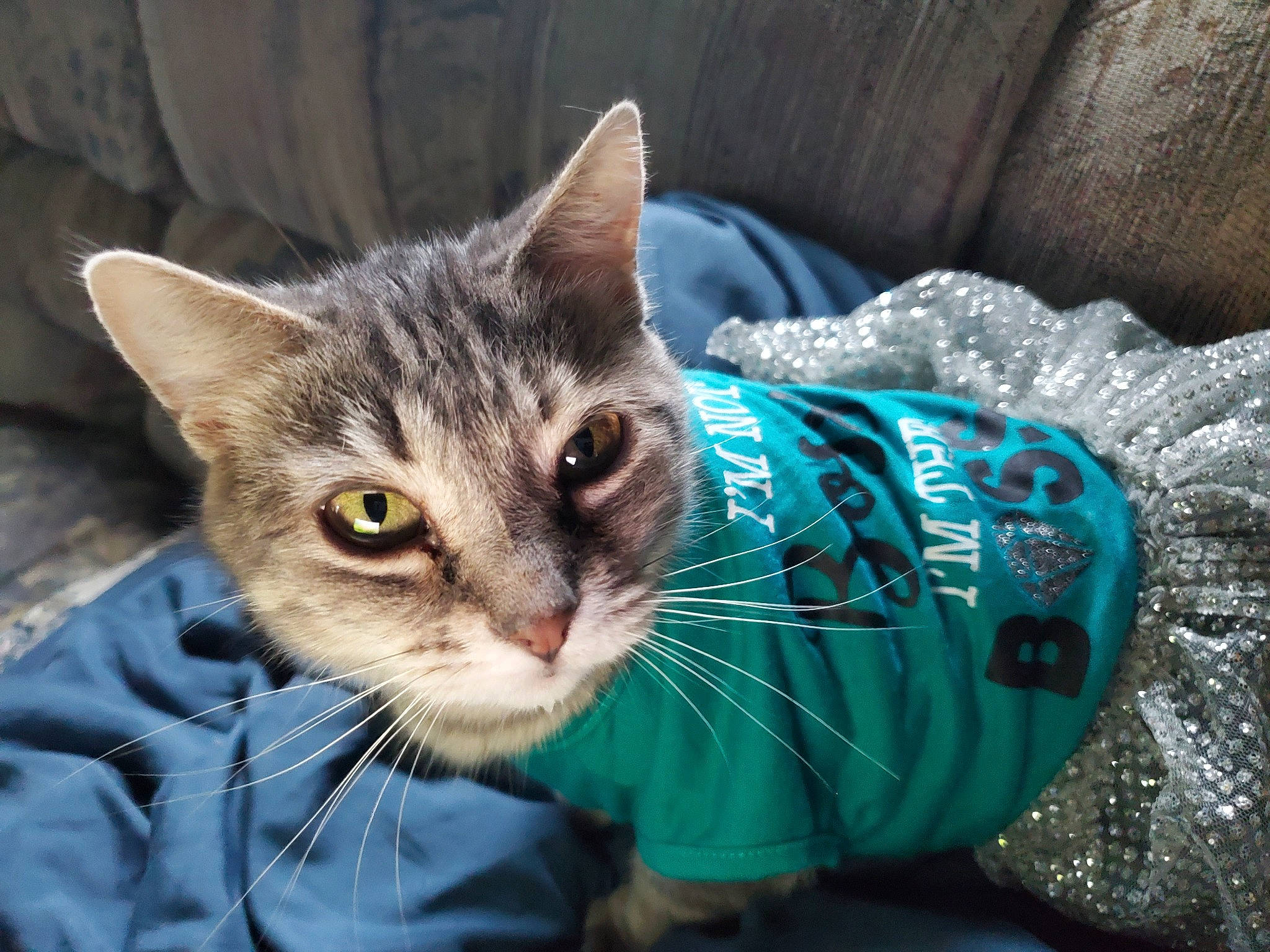 Avaya is registered to the contest to win money with this photo: carnivore, cat, claw, couch, domestic_short_haired_cat, electric_blue, eye, fawn, felidae, fur, grass, head, paw, sitting, small_to_medium_sized_cats, snout, tail, tree, whiskers, window