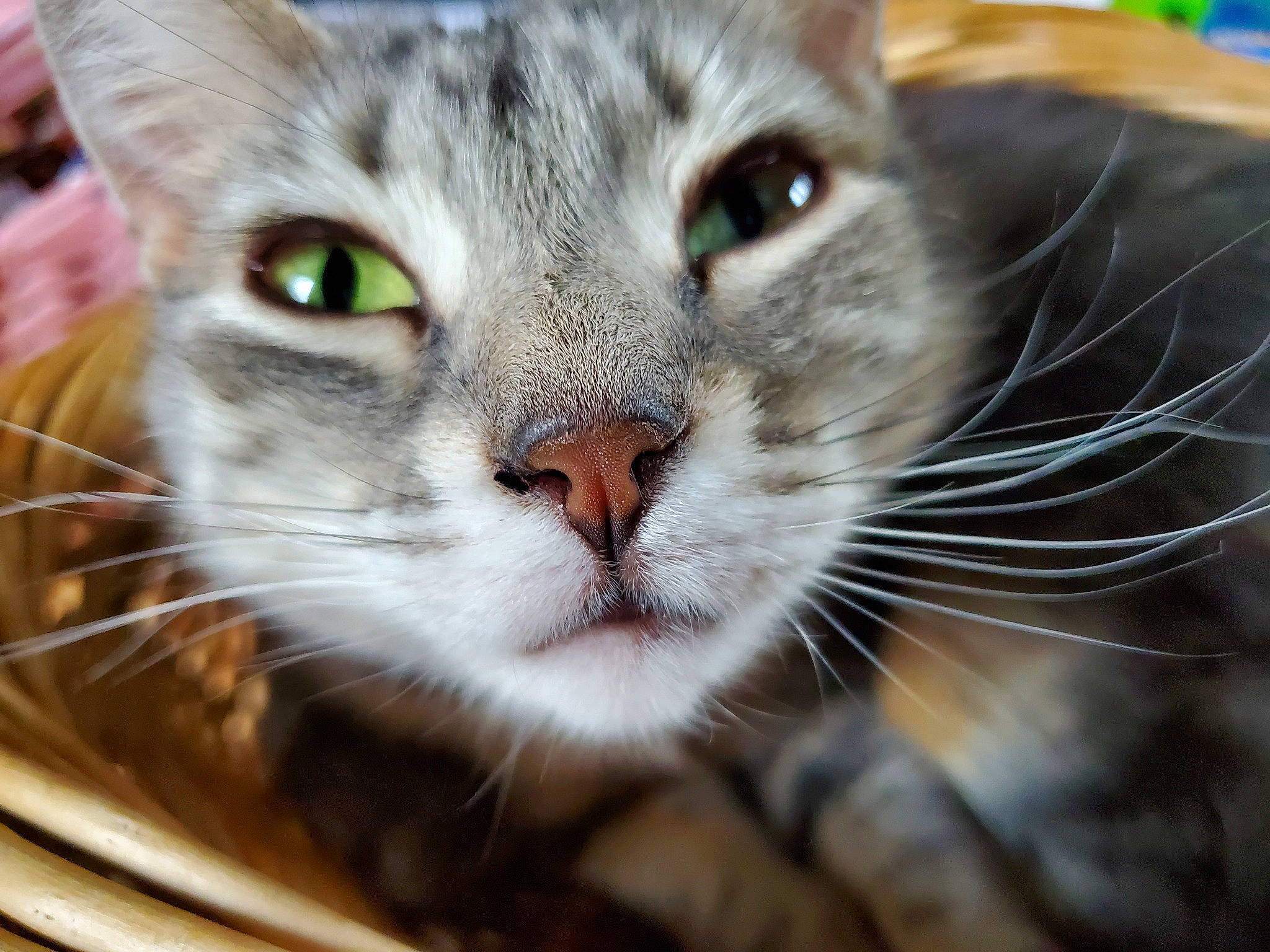 Avaya joined the competition — help win amazing prizes! carnivore, cat, cat_supply, close_up, curious, domestic_short_haired_cat, ear, felidae, fur, paw, pet_supply, small_to_medium_sized_cats, snout, terrestrial_animal, whiskers, wildlife