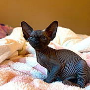 Draco is registered to the contest to win money with this photo: hairless_cat, sphynx_cat, kitten, pet, indoor, bed, blanket, cozy, wrinkles, big_ears, stare, portrait, shallow_depth_of_field, soft_texture, pink, tan_background, animal, feline, housepet, close_up