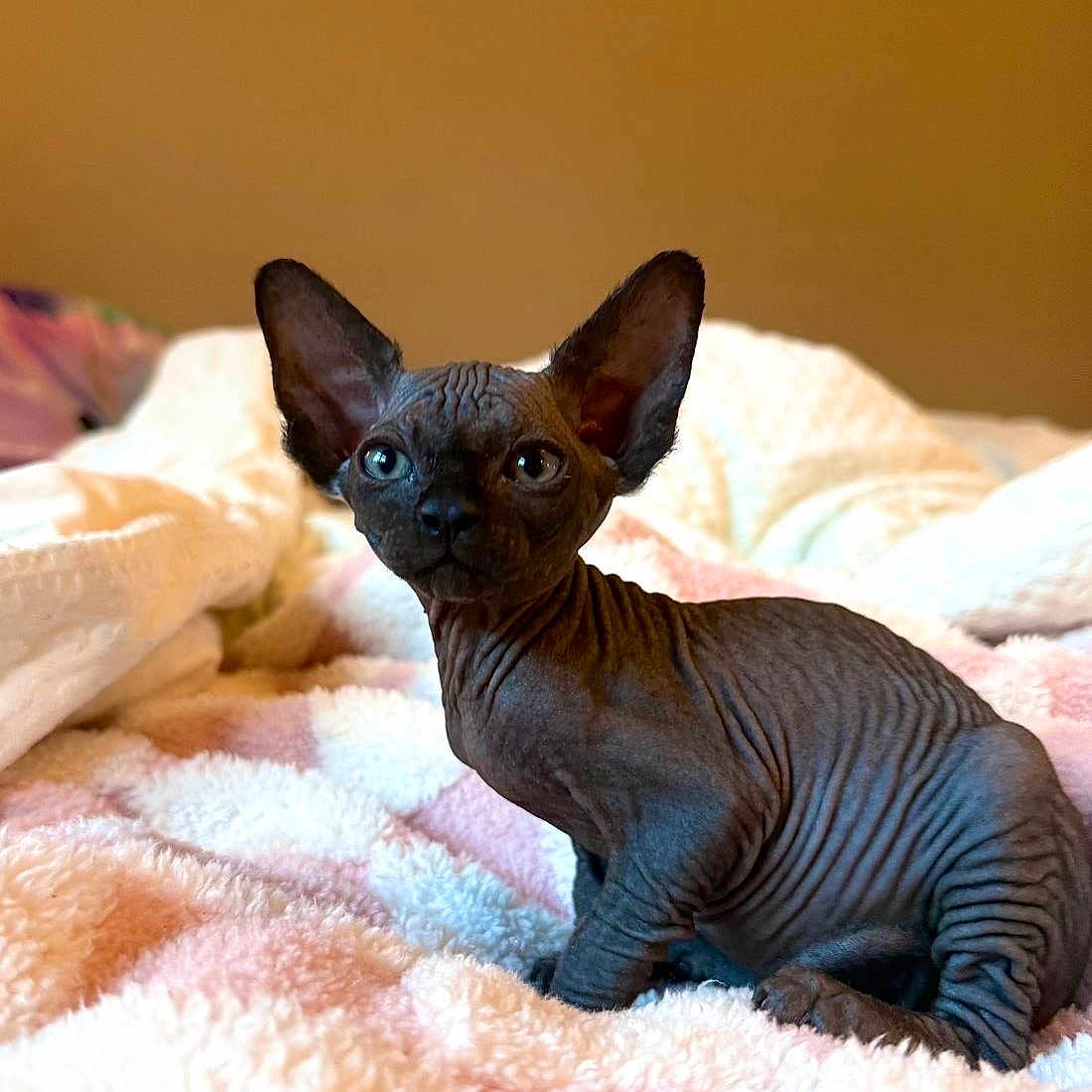 Draco
