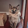 animal, box, cat, closeup, curious, cute, domestic_cat, ears, eyes, feline, fluffy, fur, indoor, kitten, pet, sitting, small, tortoiseshell, wooden_shelf, young