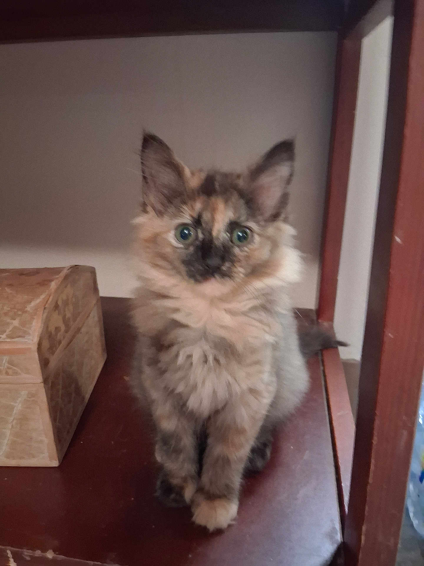 Tinker joined the competition — help win amazing prizes! animal, box, cat, closeup, curious, cute, domestic_cat, ears, eyes, feline, fluffy, fur, indoor, kitten, pet, sitting, small, tortoiseshell, wooden_shelf, young