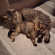 Dudem is registered to the contest to win money with this photo: cat, kitten, feline, fluffy, cuddling, carpet, indoor, pet, animal, resting, cozy, cute, domestic, fur, mammal, companion, two_animals, relaxing, home, sleepy