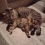 cat, kitten, feline, fluffy, cuddling, carpet, indoor, pet, animal, resting, cozy, cute, domestic, fur, mammal, companion, two_animals, relaxing, home, sleepy