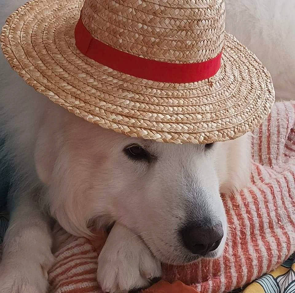 Snow participe au concours pour gagner de l'argent avec cette photo : cap, carnivore, collar, companion_dog, costume_hat, cowboy_hat, dog, dog_breed, dog_collar, eyewear, fashion_accessory, fedora, fur, hat, pet_supply, snout, sombrero, sun_hat, sunglasses, working_animal