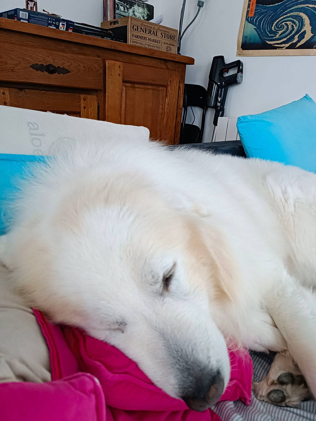 Snow a rejoint le concours — aidez-le/la à gagner de superbes lots ! blue, cabinetry, canidae, carnivore, chest_of_drawers, comfort, companion_dog, dog, dog_breed, drawer, fawn, flooring, fur, furniture, hardwood, nap, room, snout, sporting_group, working_animal