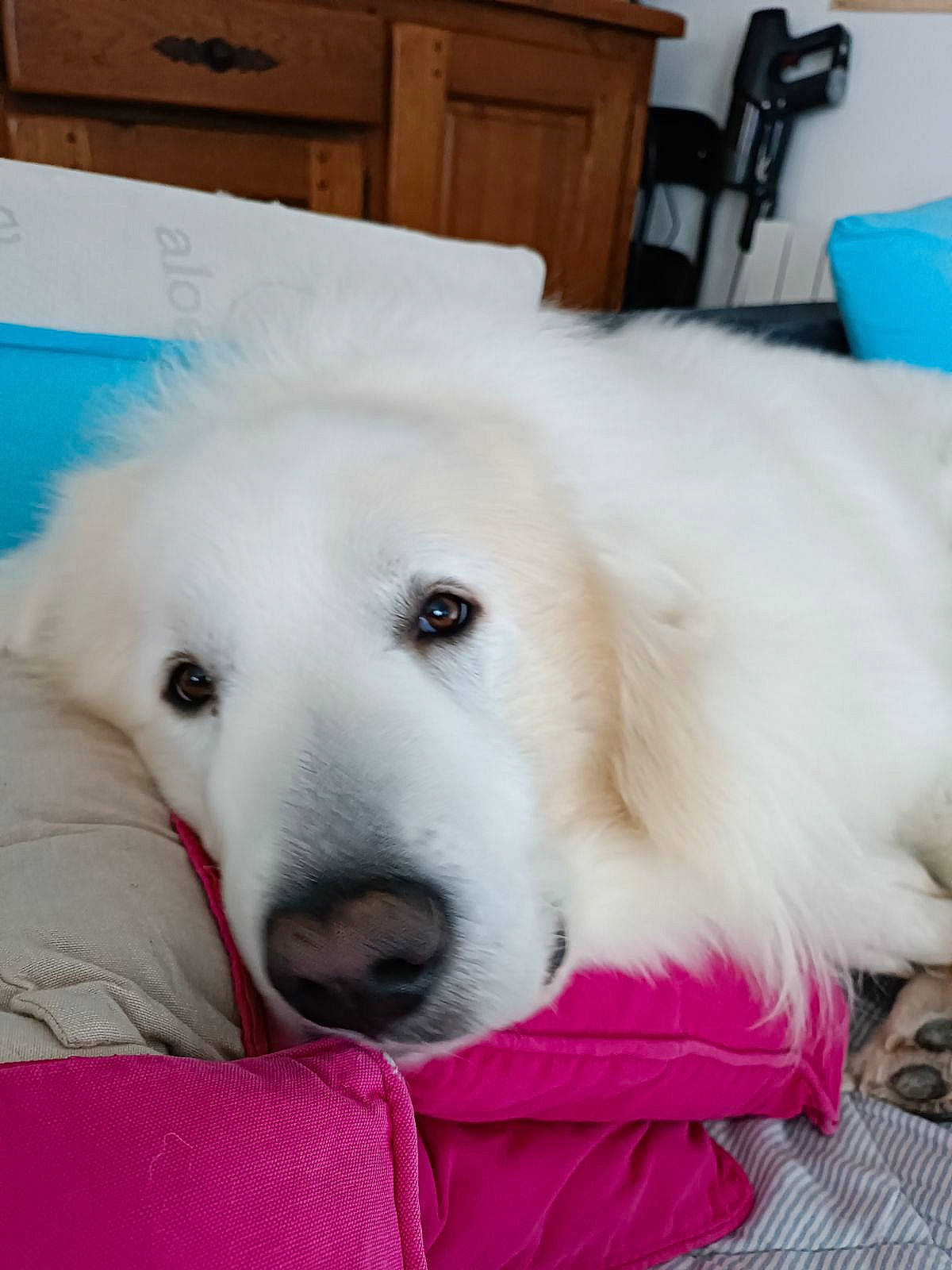 Snow a rejoint le concours — aidez-le/la à gagner de superbes lots ! blue, cabinetry, canidae, carnivore, chest_of_drawers, companion_dog, cupboard, dog, dog_breed, dog_supply, drawer, dresser, fur, livestock_guardian_dog, maremma_sheepdog, pet_supply, polish_tatra_sheepdog, snout, sporting_group, working_animal