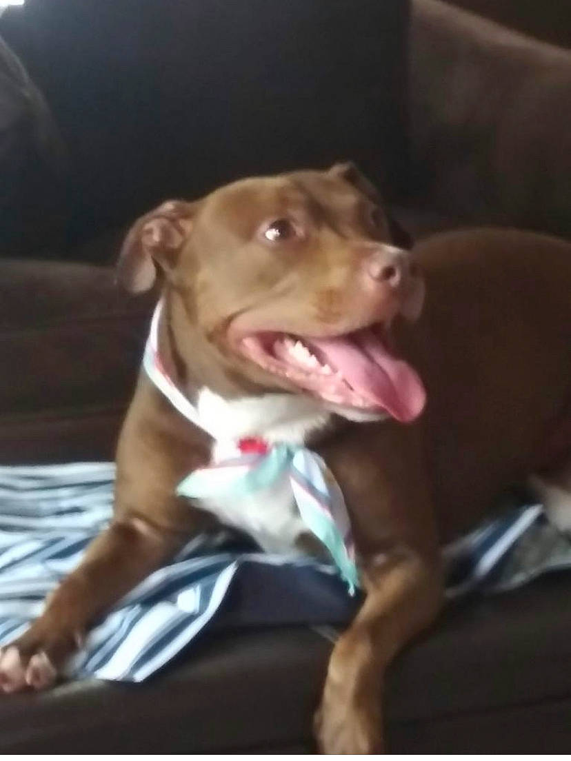 Charisma joined the competition — help win amazing prizes! canidae, carnivore, collar, companion_dog, dog, dog_breed, dog_collar, fawn, liver, non_sporting_group, pet_supply, snout, sporting_group, whiskers, working_animal