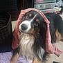 Koa is registered to the contest to win money with this photo: dog, indoor, pet, black, white, tan, fur, knitted_garment, pink, laying_down, carpet, storage, furniture, cozy, canine, animal, cute, portrait, domestic, relaxed
