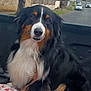dog, bernese_mountain_dog, pet, animal, fur, black, white, brown, outdoor, vehicle, back_of_truck, street, suburban, tree, house, calm, sitting, leash, daytime, canine