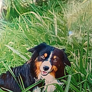 Koa is registered to the contest to win money with this photo: dog, grass, outdoor, pet, animal, canine, nature, greenery, happy, laying, fur, tricolor, ears, snout, grass_blades, tongue, relaxed, smiling, daylight, playful