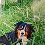 dog, grass, outdoor, pet, animal, canine, nature, greenery, happy, laying, fur, tricolor, ears, snout, grass_blades, tongue, relaxed, smiling, daylight, playful