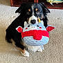 Koa joined the competition — help win amazing prizes! dog, plush_toy, unicorn, carpet, indoor, pet, animal, black_fur, brown_fur, white_fur, toy_in_mouth, sitting, shelf, decorative_fish, vase, home_interior, cute, looking_up, floor, furniture