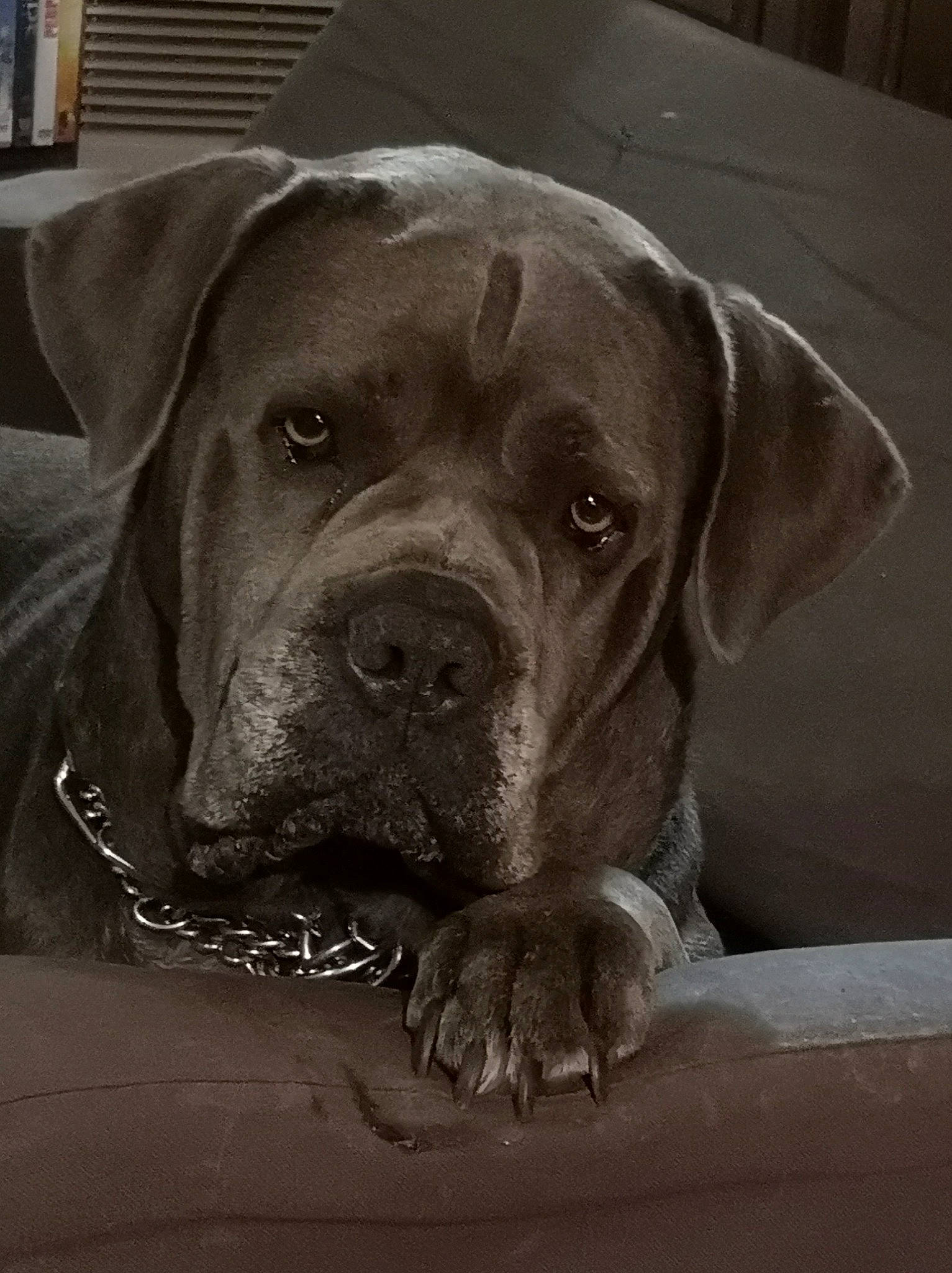 Jaïna a rejoint le concours — aidez-le/la à gagner de superbes lots ! canidae, carnivore, collar, companion_dog, dog, dog_breed, dog_collar, fawn, fur, guard_dog, liver, molosser, monochrome_photography, non_sporting_group, snout, sporting_group, whiskers, window_blind, working_animal, working_dog