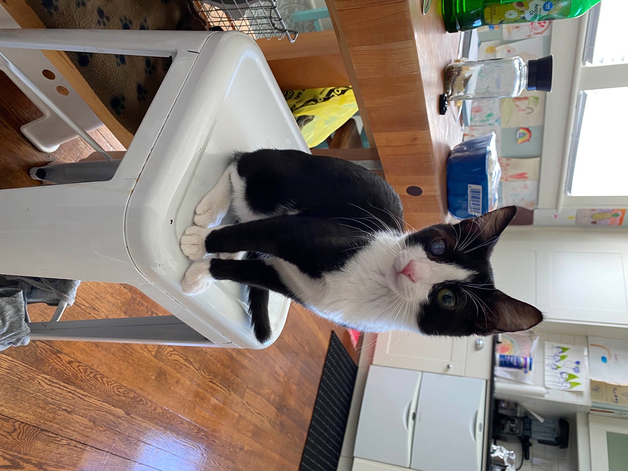 Ollie joined the competition — help win amazing prizes! canidae, carnivore, cat, dog_breed, domestic_short_haired_cat, felidae, flooring, fur, hardwood, laminate_flooring, mammal, room, shelf, small_to_medium_sized_cats, table, tail, varnish, whiskers, wood, wood_flooring