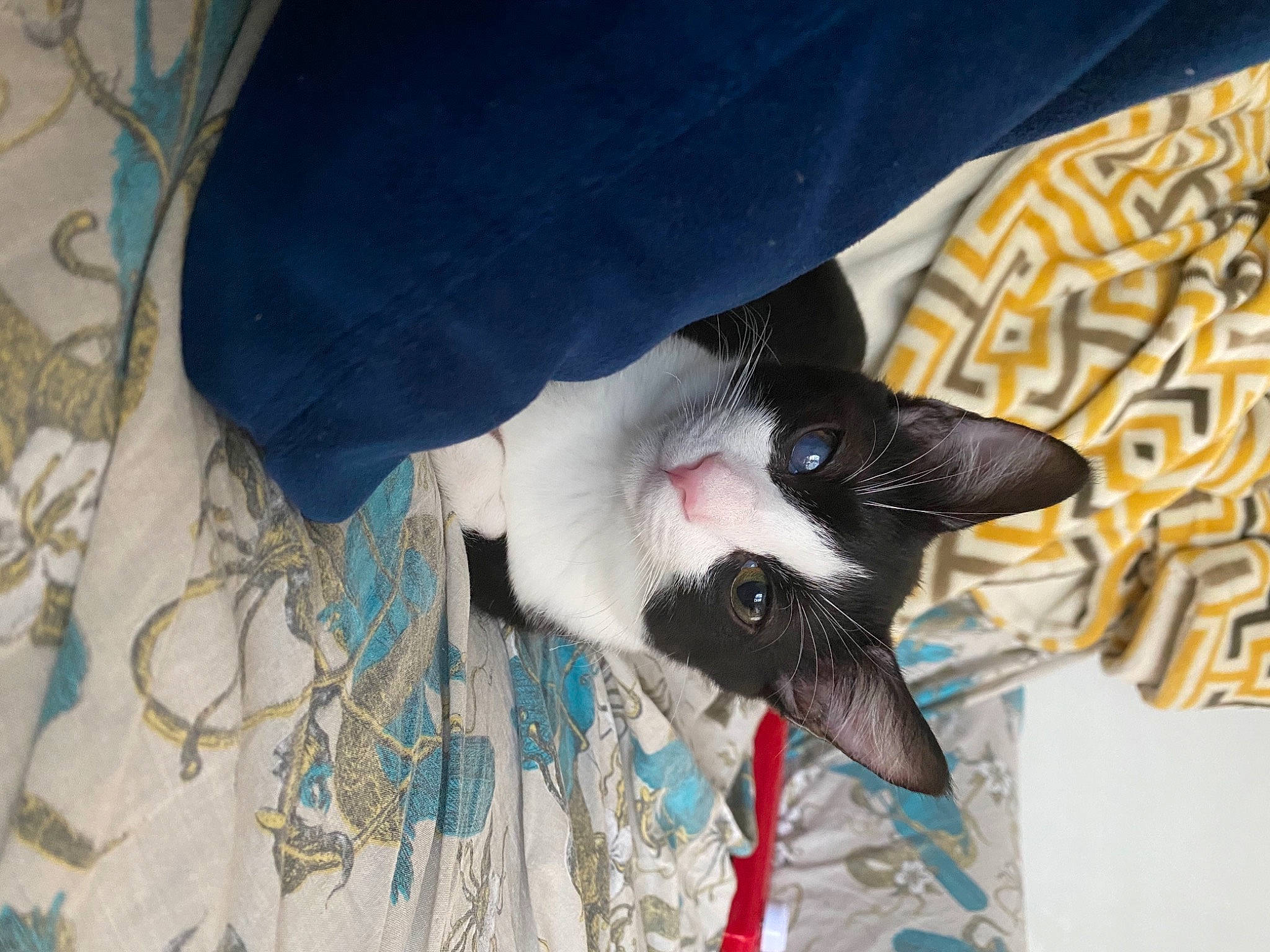 Ollie is registered to the contest to win money with this photo: black_cat, carmine, carnivore, cat, claw, comfort, dog_breed, domestic_short_haired_cat, electric_blue, felidae, foot, fur, linens, pattern, paw, small_to_medium_sized_cats, sporting_group, tail, tree, whiskers